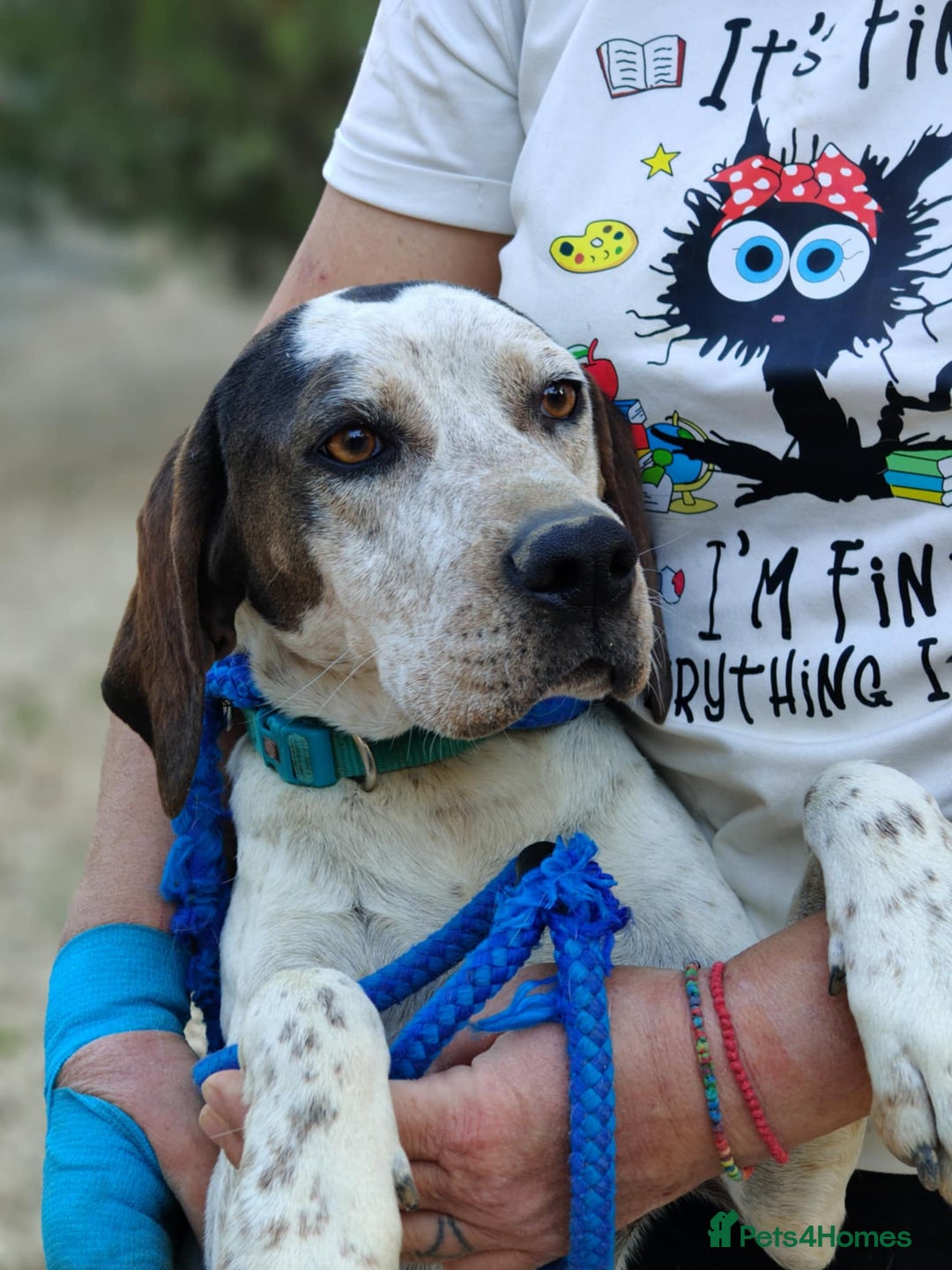 Pointer dogs for adoption: Raffie is looking for a perfect home  - Advert 8