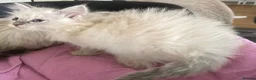 Ragdoll cats for sale: Beautiful Ragdoll x Siamese kittens - Advert 2