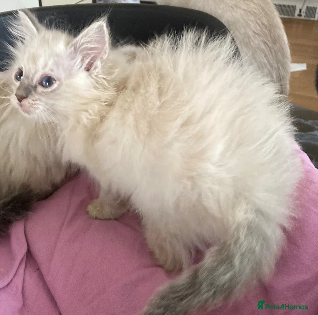 Ragdoll cats for sale: Beautiful Ragdoll x Siamese kittens - Advert 2
