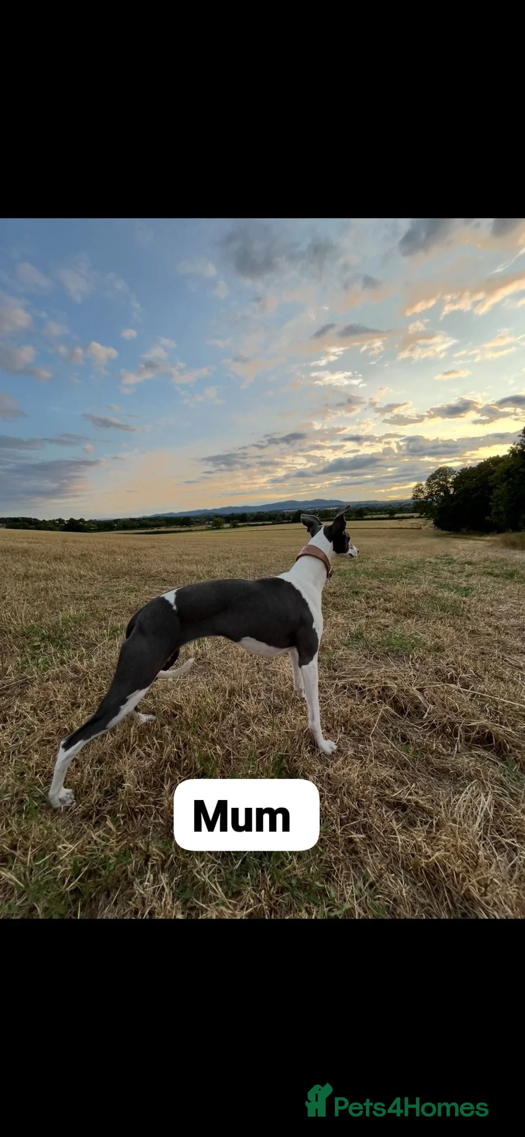 Whippet dogs for sale: Beautiful litter of Whippets - Advert 3