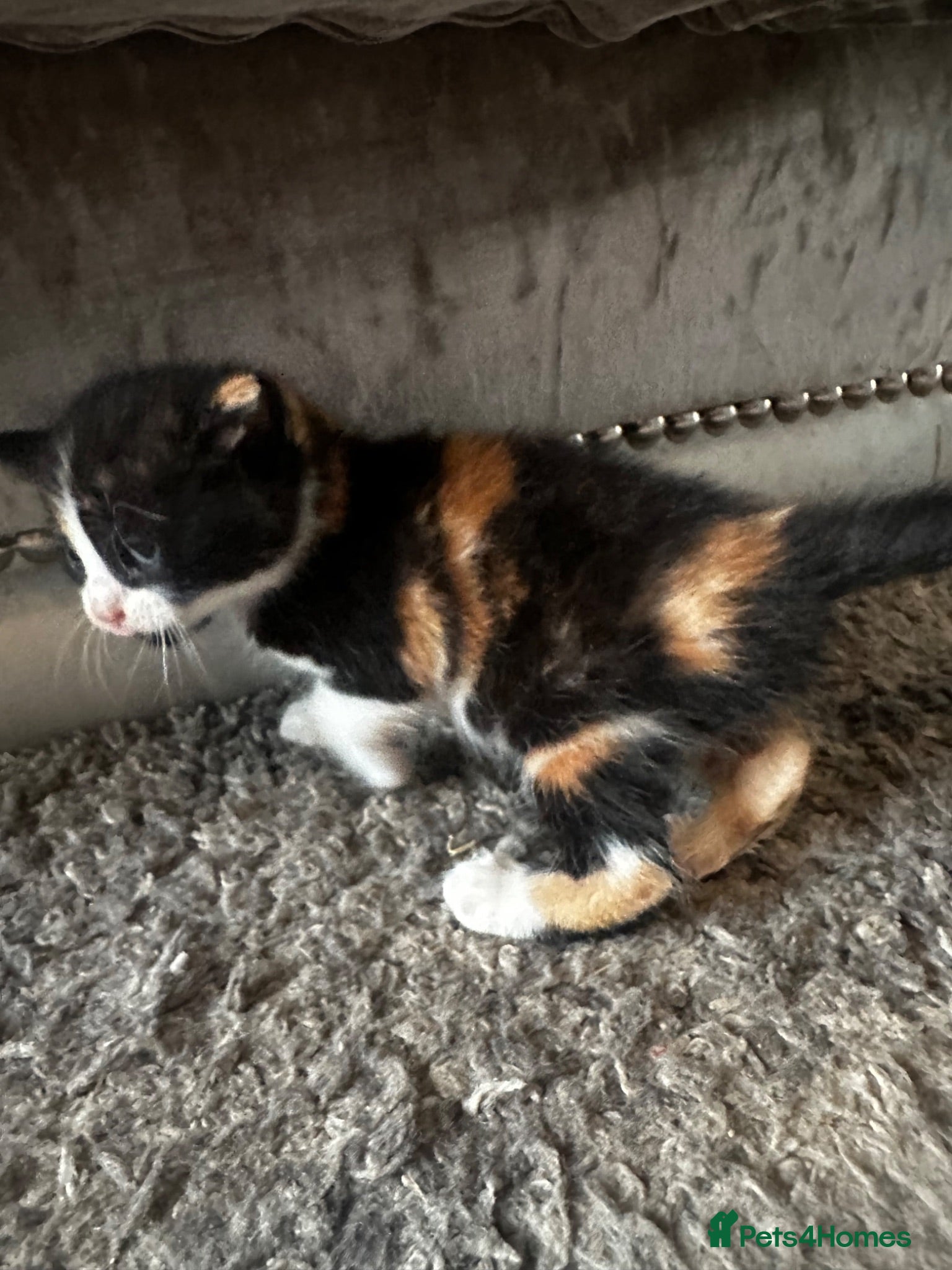Mixed Breed cats Beautiful kittens - Advert 4