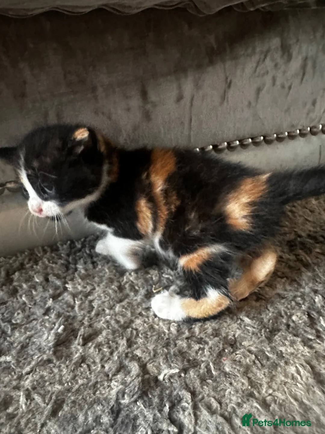 Mixed Breed cats for sale: Beautiful kittens - Advert 1