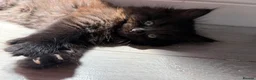 Mixed Breed cats for sale: Beautiful mixed-breed kittens! - Advert 10