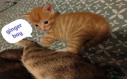 Mixed Breed cats for sale: 6 Gorgeous Kittens Looking for Forever Homes  - Image 8