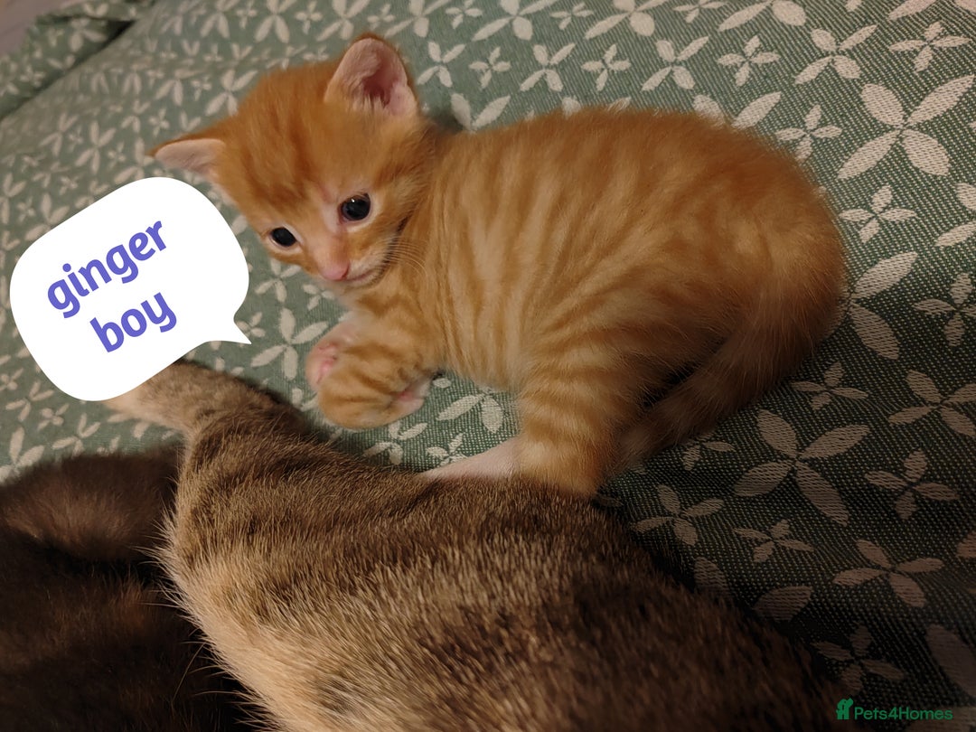 Mixed Breed cats for sale: 6 Gorgeous Kittens Looking for Forever Homes  - Image 8
