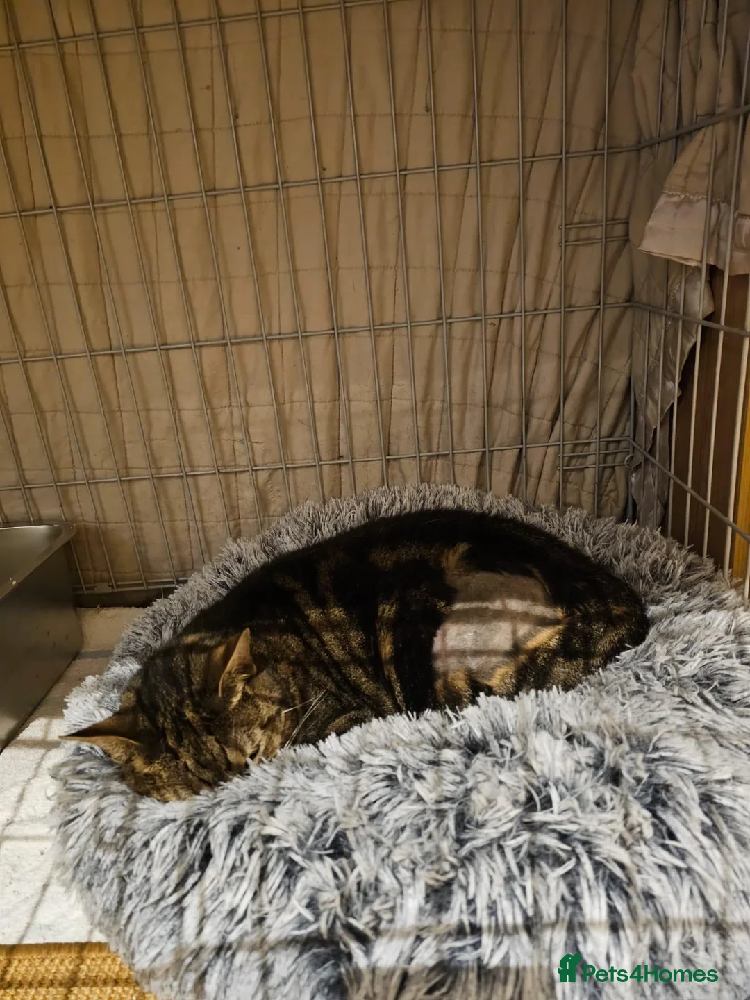 Mixed Breed cats for adoption: Young female tabby rescue - Sheila - Advert 3