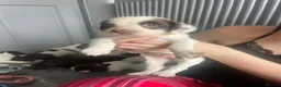 Cocker Spaniel dogs for sale: Cocker spaniel puppies 🐶🩷 - Advert 21