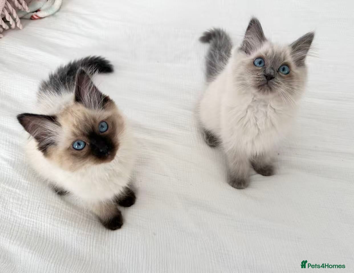 Ragdoll cats for sale: 🐾Stunning Ragdoll Kittens🧬DNA🏆ChampParents🐾 - Advert 1