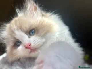 Ragdoll cats 2 ragdoll girls looking for their forever homes💞 - Advert 3