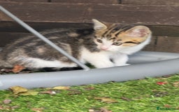 Mixed Breed cats for sale: Mixed breed Kittens  - Image 18