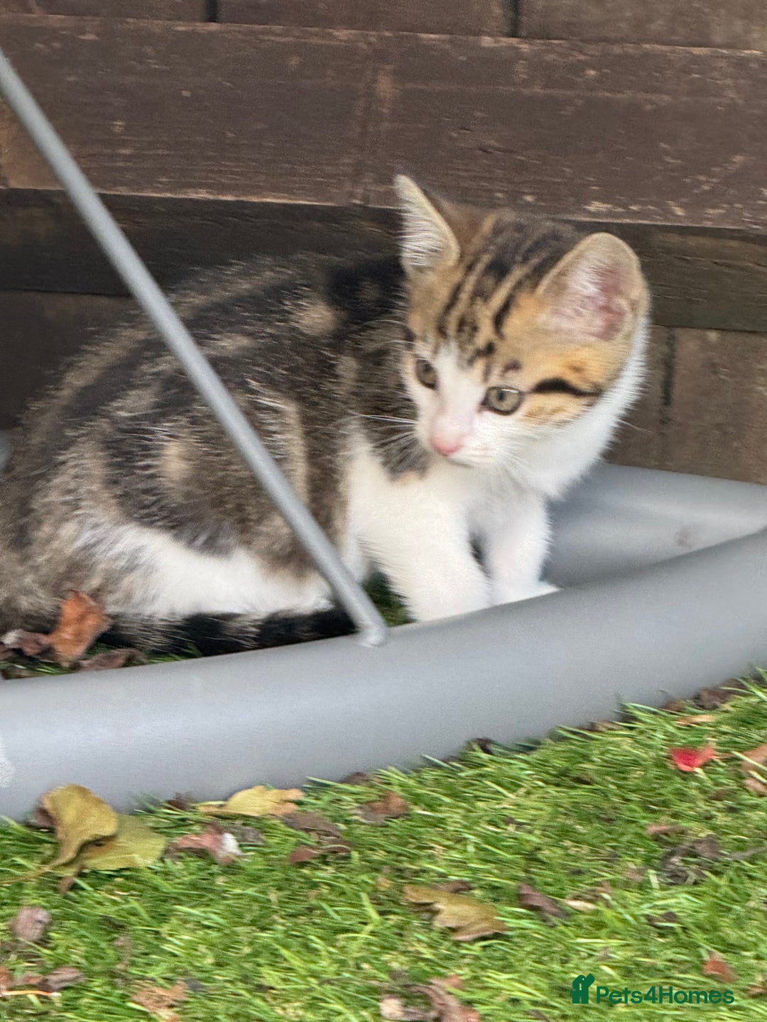 Mixed Breed cats for sale: Mixed breed Kittens  - Image 18