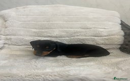 Dachshund dogs for sale: Adorable dachshund puppies ready for loving homes - Image 7