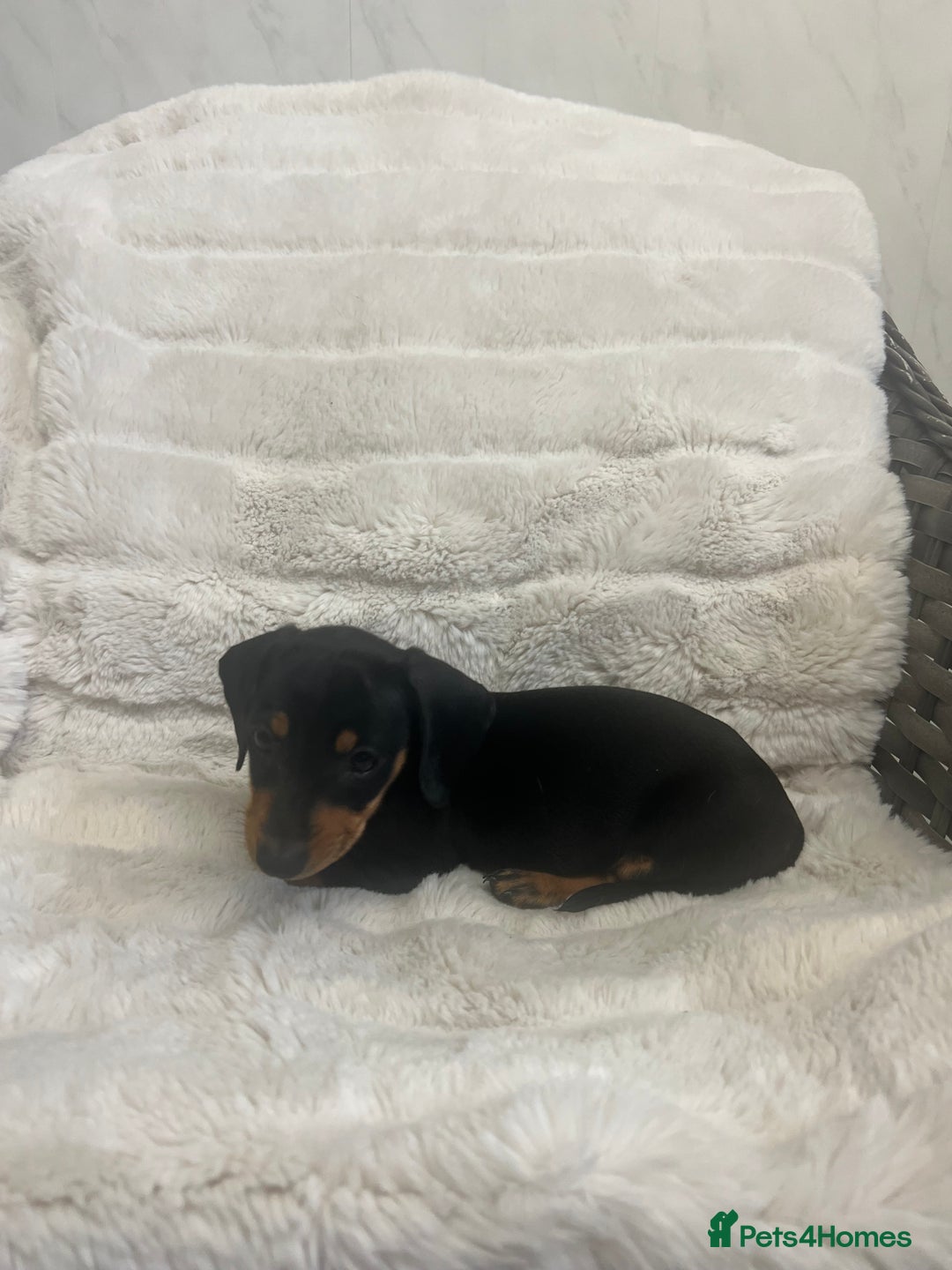 Dachshund dogs for sale: Adorable dachshund puppies ready for loving homes - Image 7