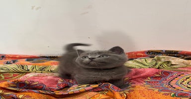 British Shorthair cats - Advert 4