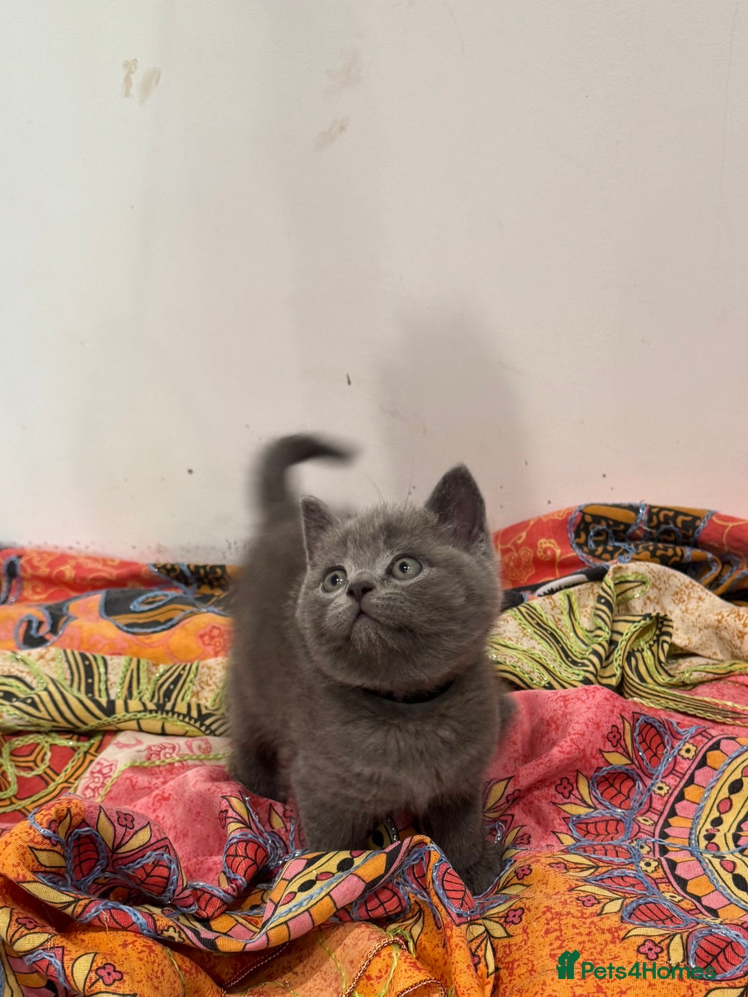British Shorthair cats for sale: 5 Star BSH Litter GCCF Registered  - Image 3