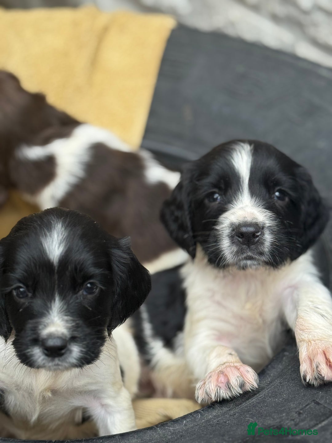English Springer Spaniel dogs for sale: Pedigree Springer Spaniel Pups.  - Image 14