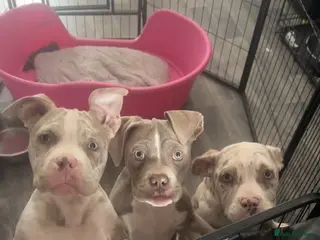 American Bully dogs LAST BOY Pocket bully pup - Advert 23