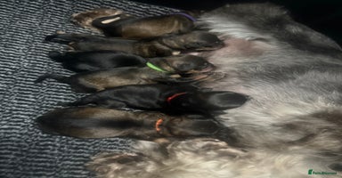 Mixed Breed dogs - Advert 5