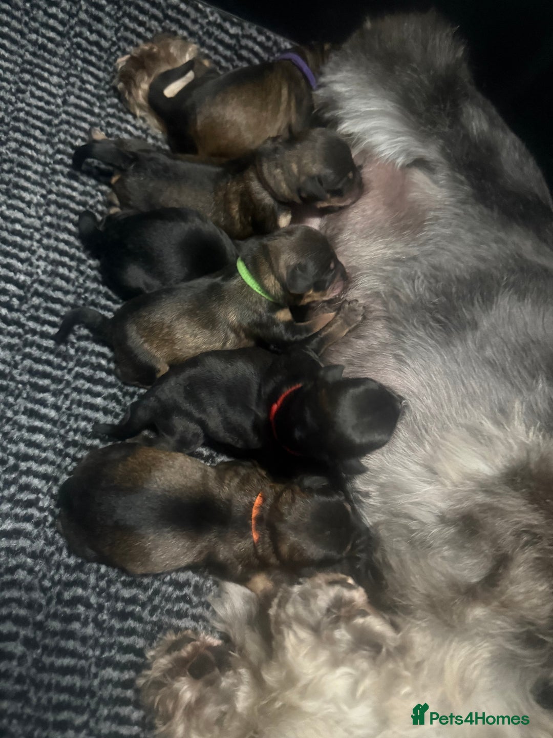Mixed Breed dogs for sale: OUTSTANDING TOY SCHNOODLES DNA 🧬 CLEAR! - Image 2