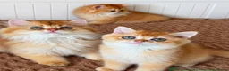 British Longhair cats for sale: Beautiful British Longhair Golden Shaded NY11  - Advert 7