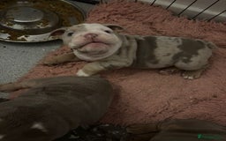 Mixed Breed dogs for sale: ✨ CHARLIE’S ANGELS – BULLDOG GIRLS ✨ - Image 11
