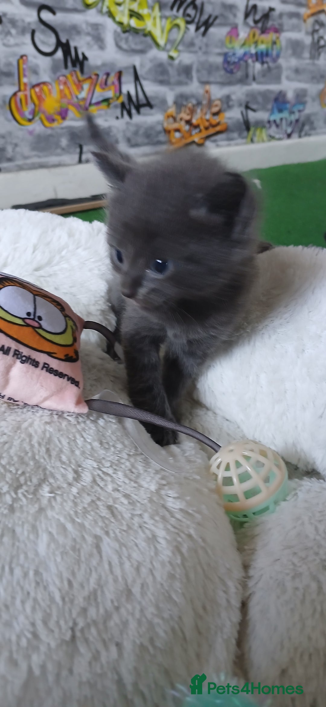 British Shorthair cats for sale: 3 beautiful kittens - Image 24