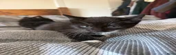 British Longhair cats for sale: Long haired kittens - Advert 3