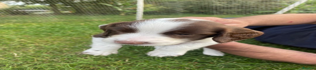 English Springer Spaniel Puppy 2