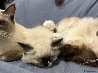 Ragdoll cats Beautiful pure breed Ragdoll kittens - Advert 7