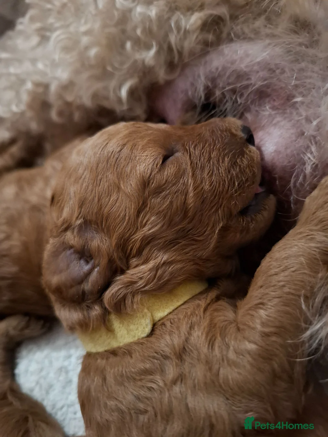 Cavapoo dogs for sale: Stunning F1B Cavapoo Pups - Deep Fox Red - Advert 18