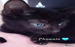 Mixed Breed cats for sale: 🐾 Adorable Kittens for sale! 🐾  - Image 3