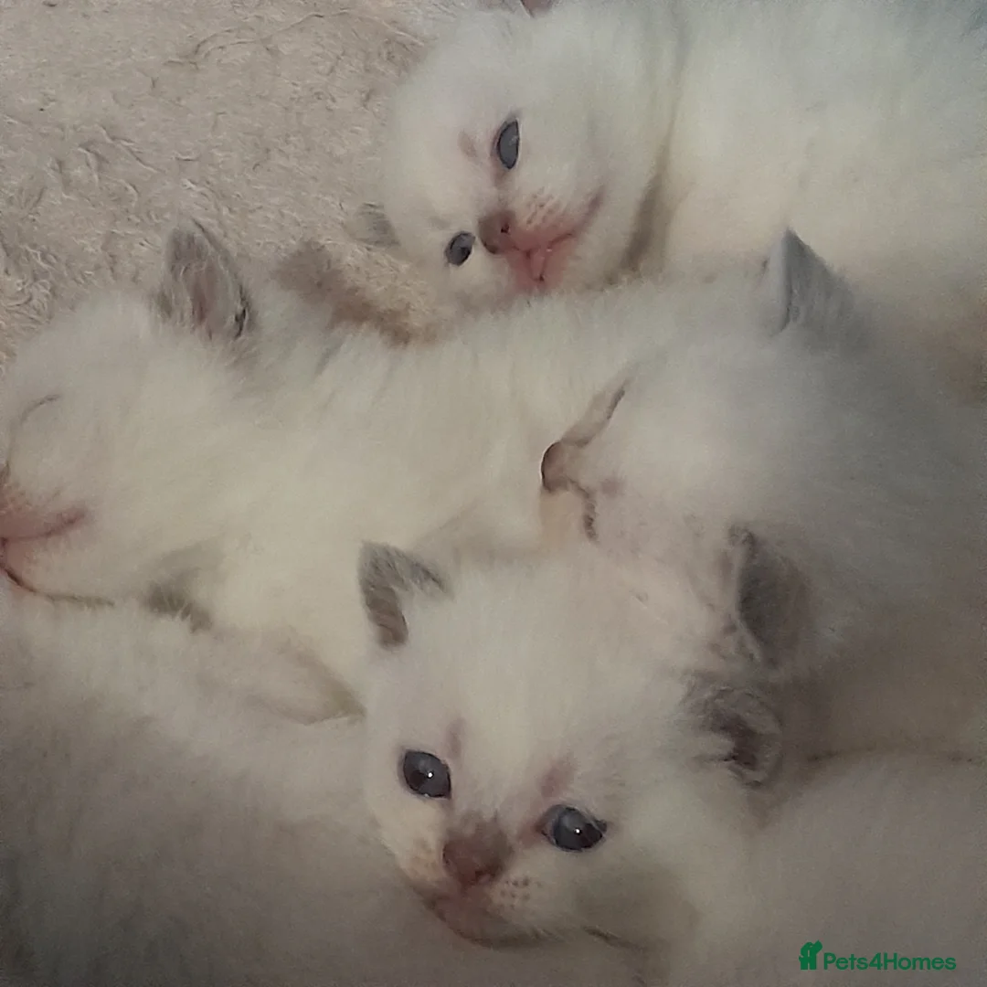British Shorthair cats for sale: British Shorthair Lilac Colourpoint Kittens - Advert 2