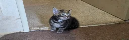 Mixed Breed cats for sale: Friendly, playful and sweet kittens  - Advert 10
