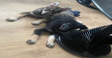 German Shepherd dogs - Advert 2