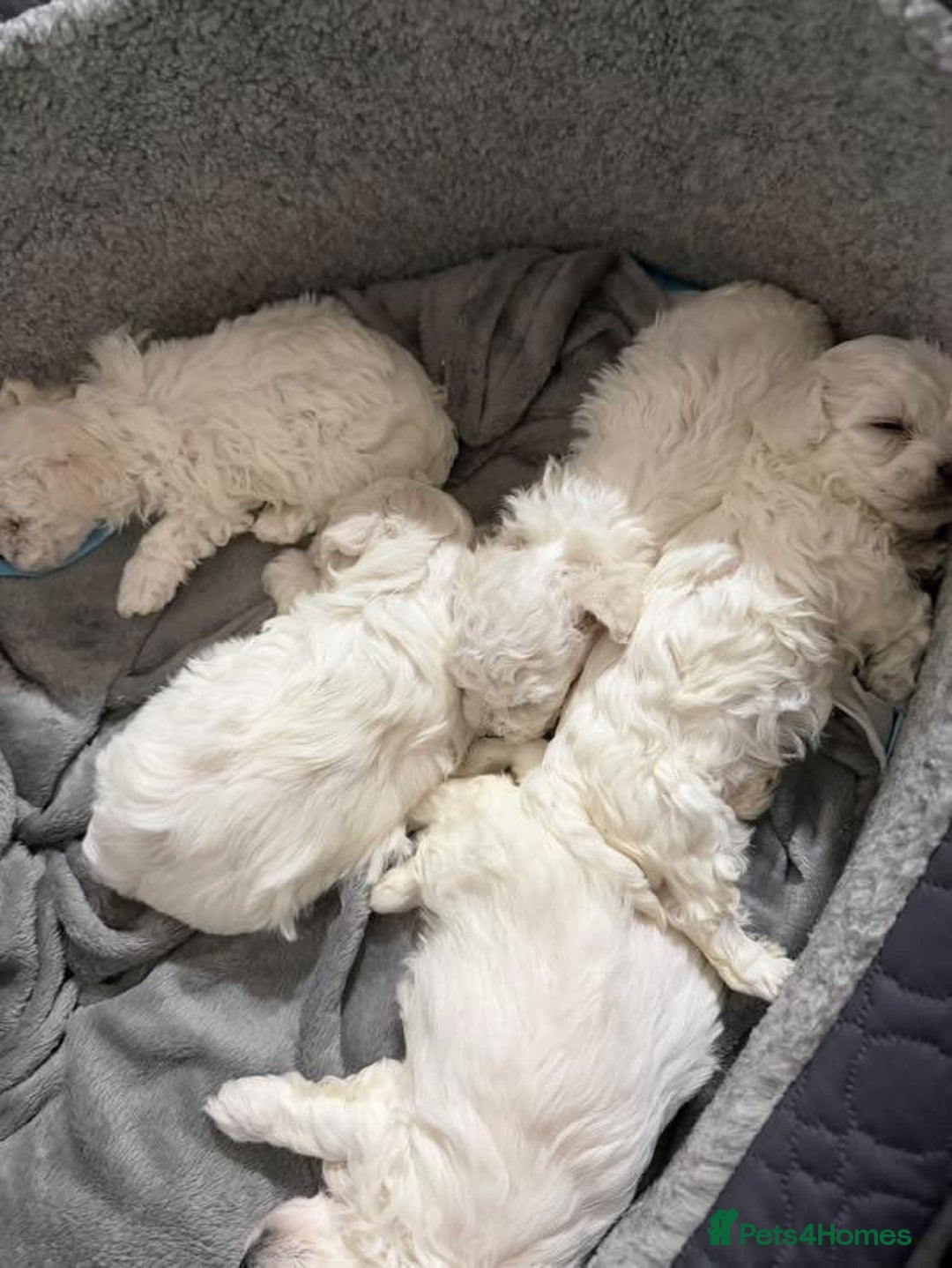 Bichon Frise dogs for sale: Beautiful Maltichon Puppies - Image 7