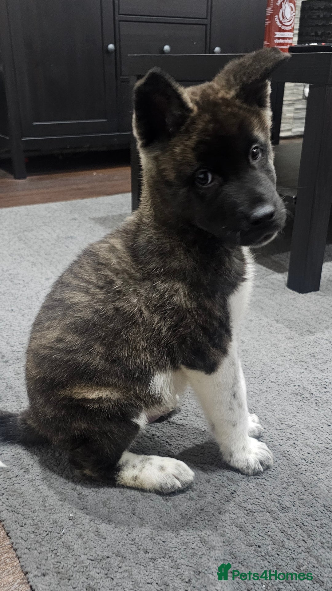 Akita dogs for sale: Akita Puppy - Advert 2