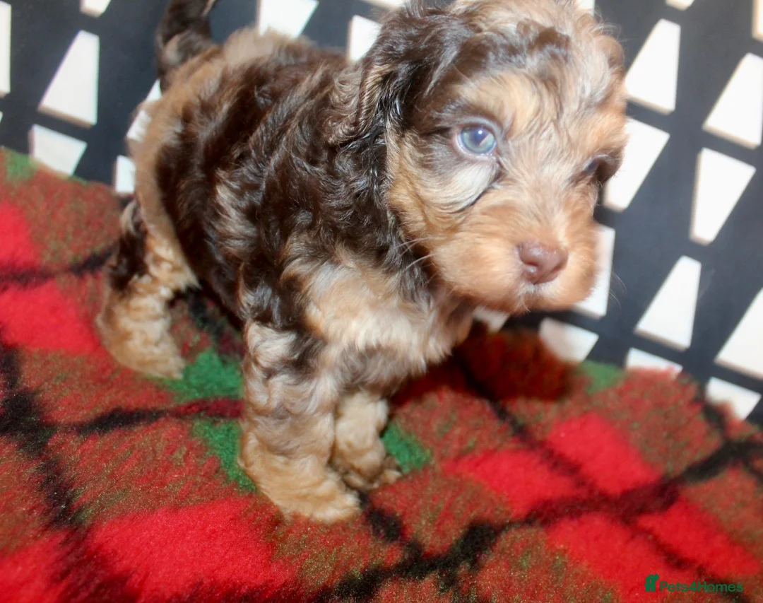 Cockapoo dogs for sale: Cockapoo babies ready from 31st August - Advert 2