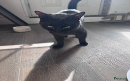 Mixed Breed cats for sale: X2 male cats Batman & Blacky - Image 21