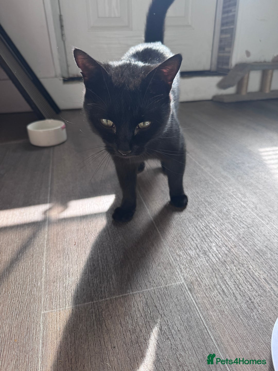 Mixed Breed cats for sale: X2 male cats Batman & Blacky - Image 21