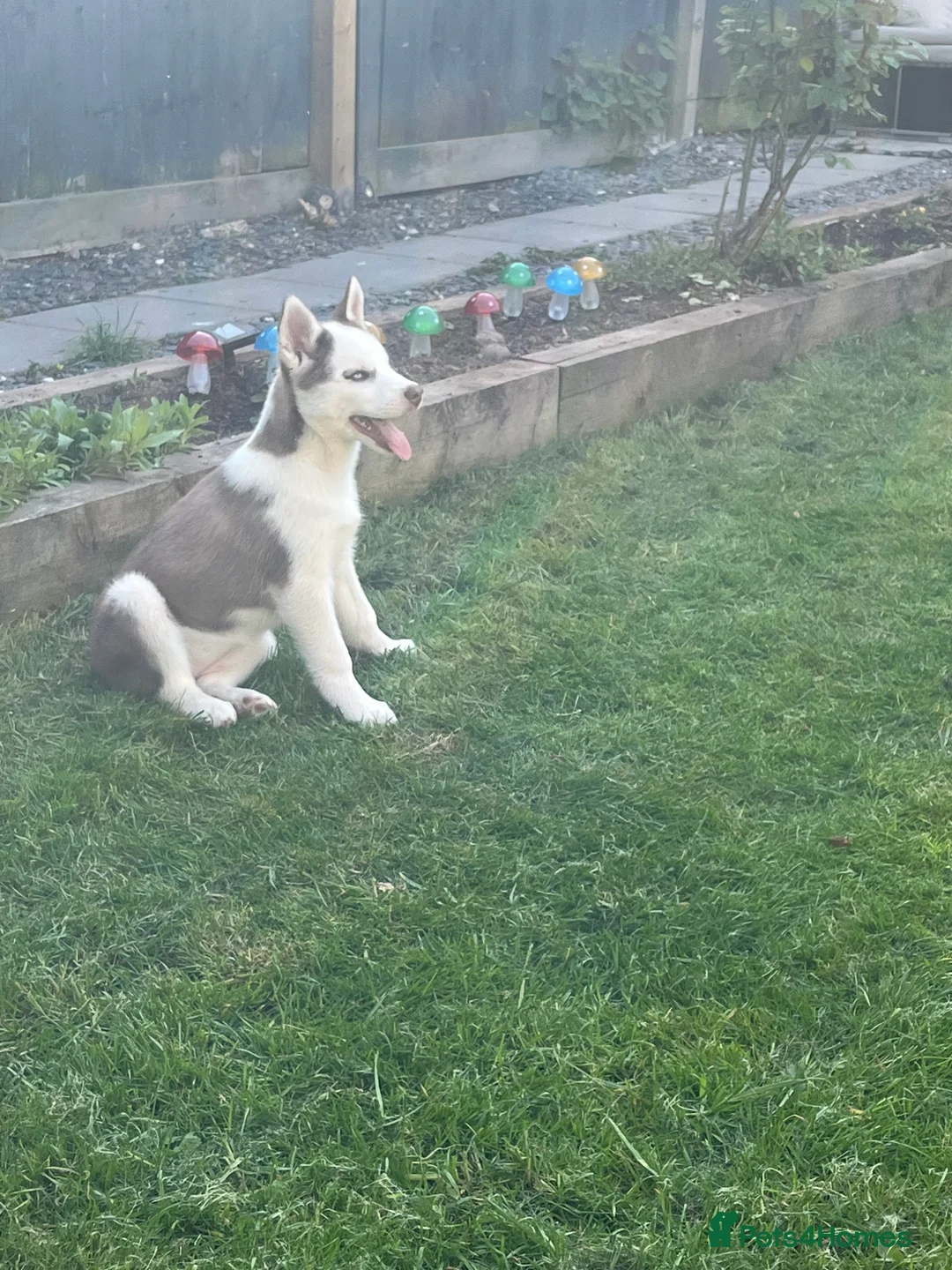 Siberian Husky dogs for sale: Luna 1 years old Siberian Husky  - Advert 6