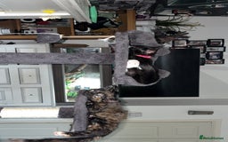 Domestic Shorthair cats for sale: Beautiful Tuxedo female - Image 2