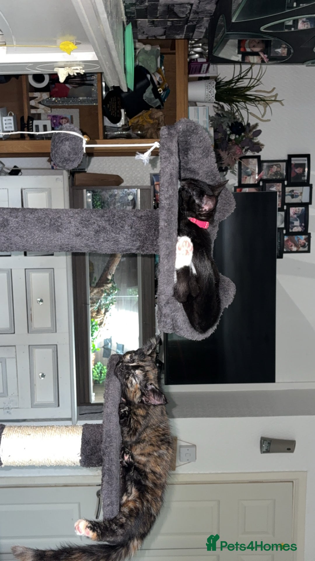 Domestic Shorthair cats for sale: Beautiful Tuxedo female - Image 2