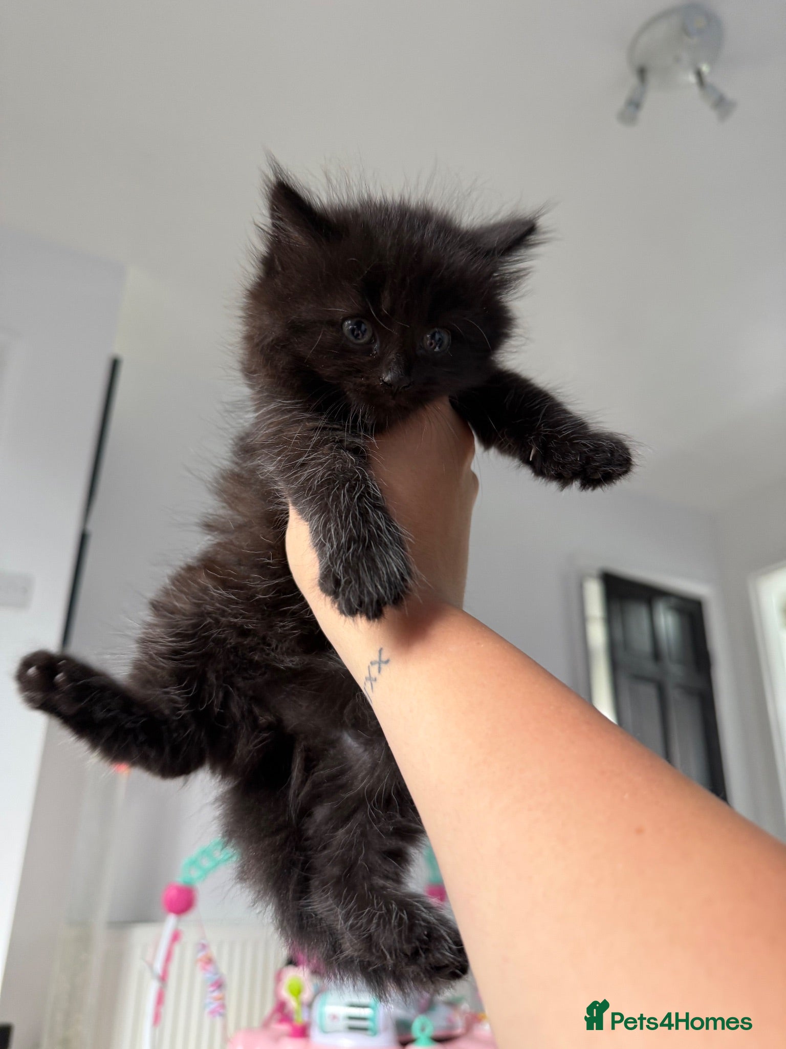 Mixed Breed cats 🐾✨BEAUTIFUL KITTENS - Advert 1