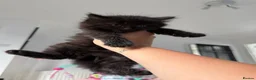 Mixed Breed cats for sale: 🐾✨BEAUTIFUL KITTENS - Advert 1