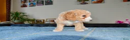 Cockapoo dogs for sale: Beautiful Cockapoo puppies for sale in Rugby - Advert 8