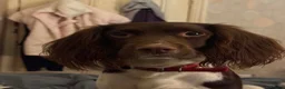 Springador dogs for sale: Chocolate Springador Puppies – Boys & Girls - Advert 24