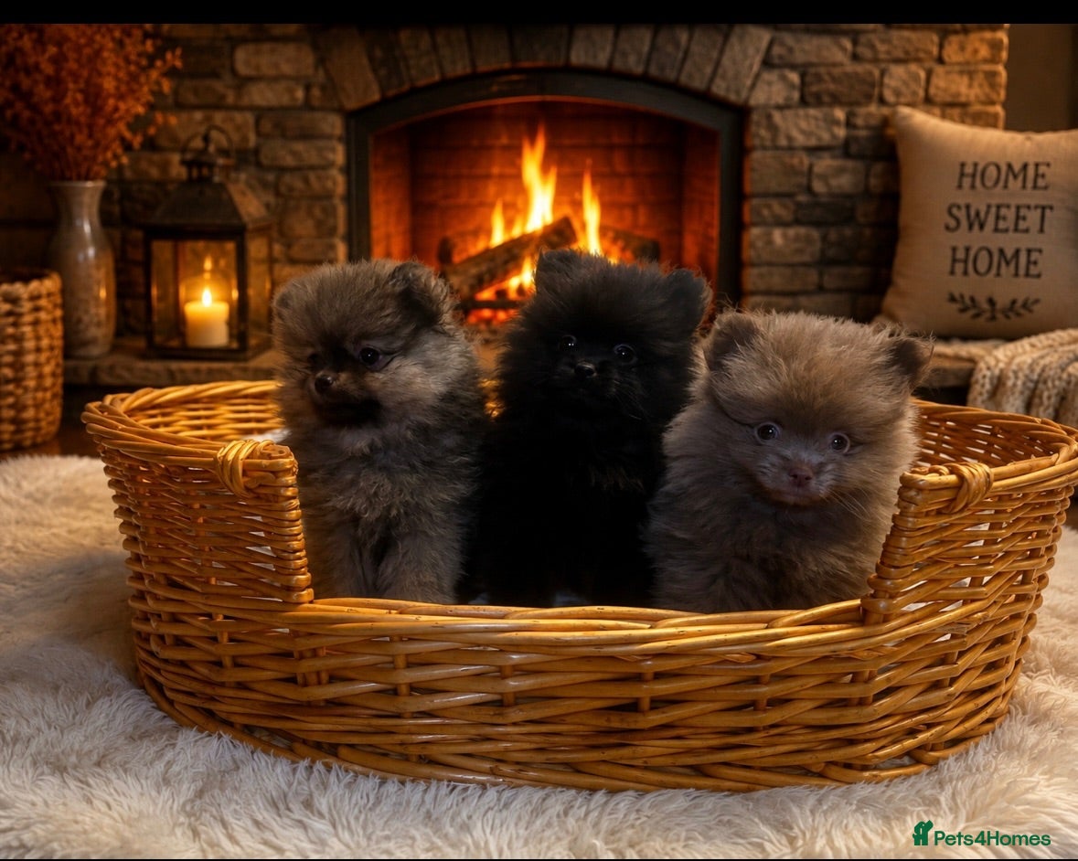 Pomeranian dogs Ready Now Stunning Tiny KC Reg Pomeranian Puppies  - Advert 5