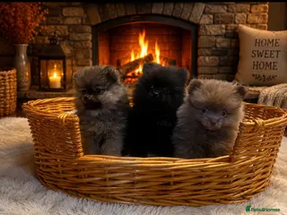 Pomeranian dogs Ready Now Stunning Tiny KC Reg Pomeranian Puppies - Advert 5