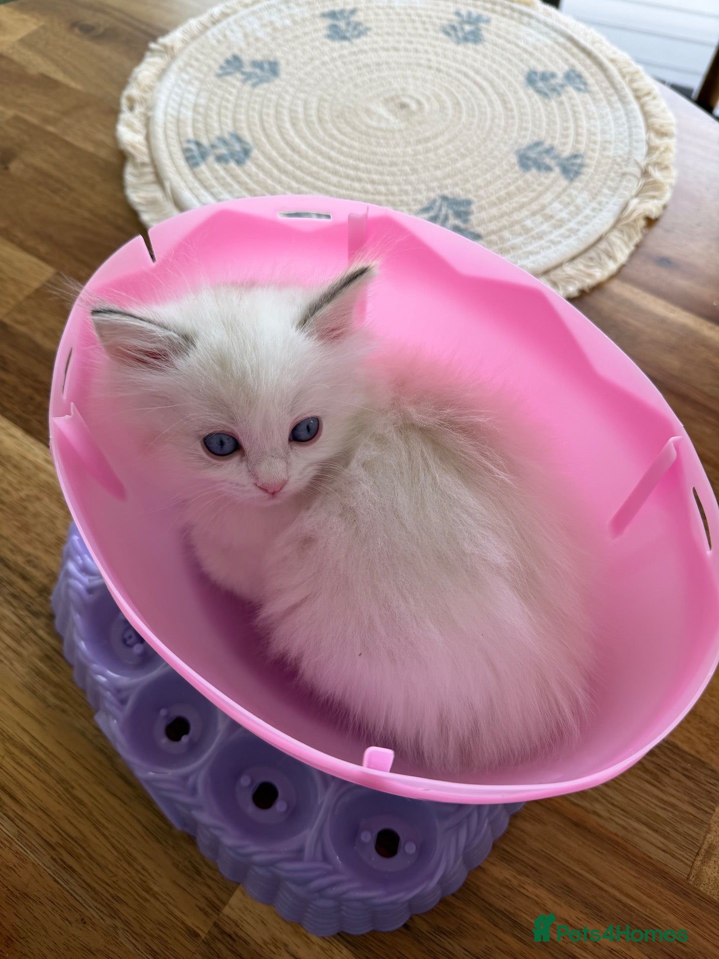 Ragdoll cats for sale: Ragdoll kitten 7 weeks old female  - Advert 2