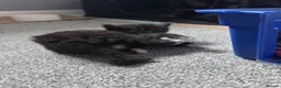 Mixed Breed cats for sale: Beautiful Tabby Kittens – Loving Forever Homes - Advert 18